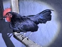 gallina danesa — foto 5