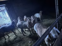 Carnero, Arashan sheep — foto 3