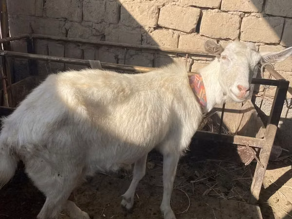 Ziege, Saanen goat