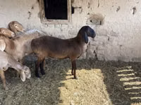 Widder, Arashan sheep — Foto 4