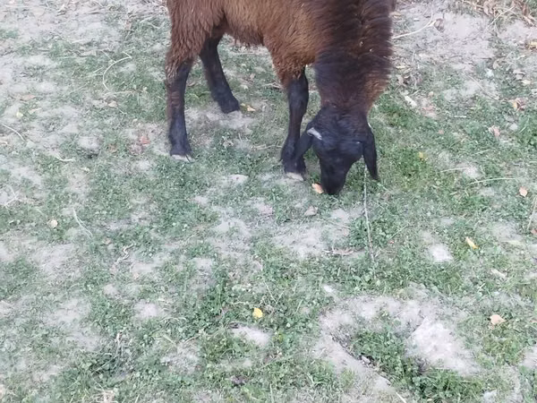 Кочкор, Койлор
