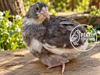 Quails — الصورة 5