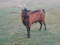 تيس, الماعز — الصورة 1