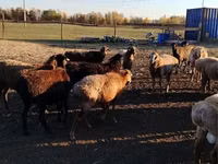Qoʻy, Edilbay sheep — 6-rasm