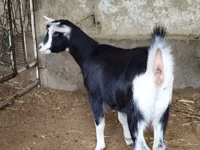 Ziege, Alpine goat — Foto 6