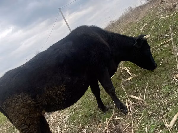Уй, Алатоонун тукуму