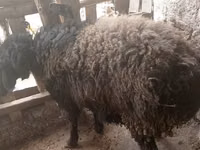 Widder, Blackheaded Persian sheep — Foto 1