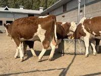 Kuh, Simmental cattle — Foto 3
