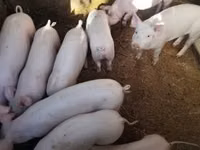 Eber, Schweine — Foto 1