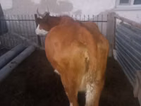गाय, Simmental cattle — फ़ोटो 2