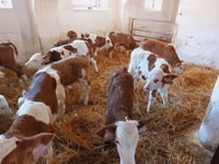 Bulle, Simmental cattle — Foto 3