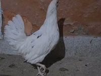 Chickens — 1-rasm