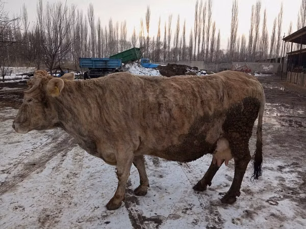 母牛, Alatau breed — 吉尔吉斯斯坦