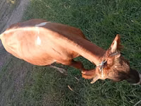 Bull, Cattle — photo 6