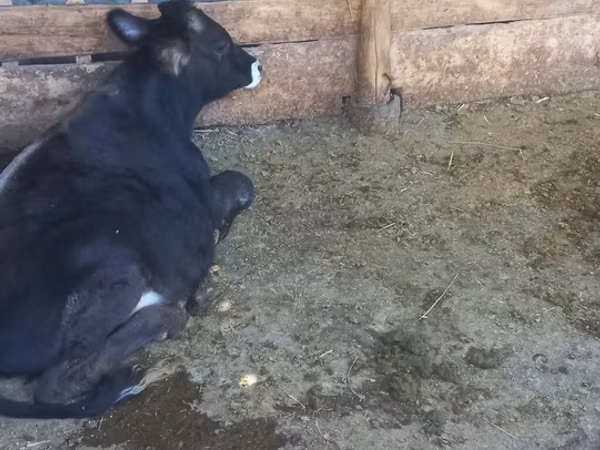 公牛, Swiss cattle — 吉尔吉斯斯坦