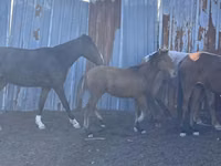 Caballo, Caballos — foto 1
