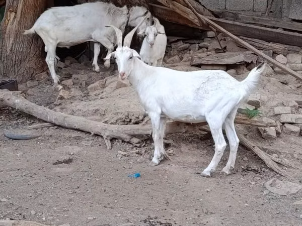 تيس, الماعز
