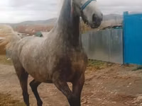 فرس, Orlov Trotter — الصورة 2
