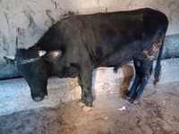 Toro, Ganado vacuno — foto 1