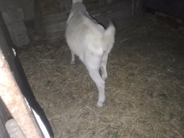 Cabra, Cabras