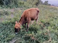 公牛, Cattle — 照片 4