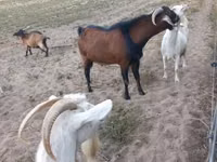 Cabro, Nubian Goat — foto 2