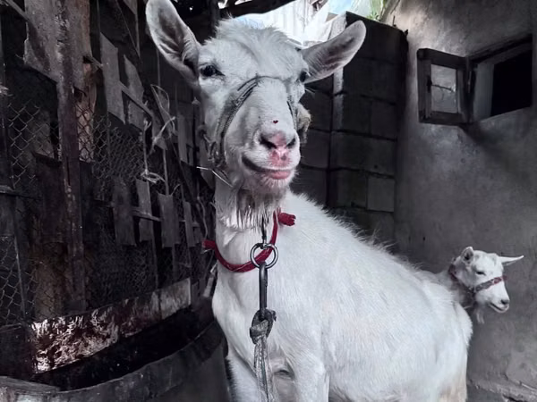 母山羊, Goats — 哈萨克斯坦