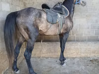 Hengst, Arabian horse — Foto 4