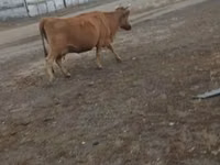 بقرة, Simmental cattle — الصورة 8