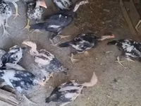 Chickens — foto 1