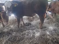 Bulle, Limousin-Kuh — Foto 1