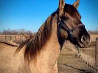 حصان, Rocky Mountain Horse — الصورة 8
