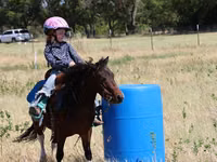 Caballo, Pinto horses — foto 3