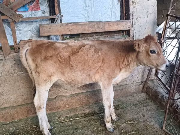 गाय, अलाताऊ नस्ल — कज़ाखस्तान