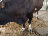 Bulle, Rinder — Foto 4