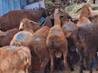 نعجة, الأغنام — الصورة 3