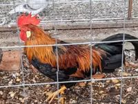 Chickens — फ़ोटो 6