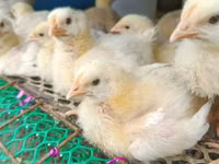 Chickens — 4-сурет