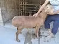 Ram, Sheep — photo 8