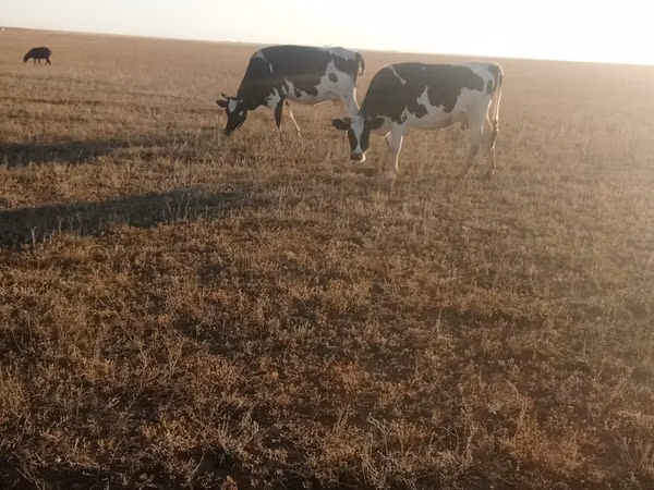 गाय, गोलस्टीन नस्ल — कज़ाखस्तान