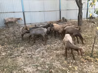 Schafe (Partie, Geschlecht nicht angegeben), Arashan sheep — Foto 6