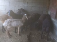 Schaf, Schafe — Foto 4