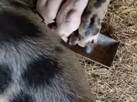 Säue, Schweine — Foto 1