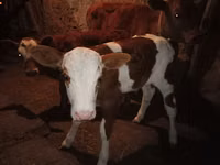 Kuh, Latvian Blue cattle — Foto 8