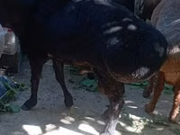 Widder, Rhon sheep — Foto 1