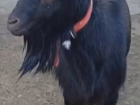 母山羊, Alpine goat — 照片 1