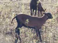 Schaf, Cameroon sheep — Foto 4