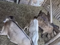 山羊（批次，未指定性别）, Goats — 照片 4