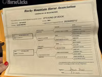 Hengst, Rocky Mountain Horse — Foto 8