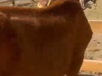 घोड़ी, Kazakh horse — फ़ोटो 2